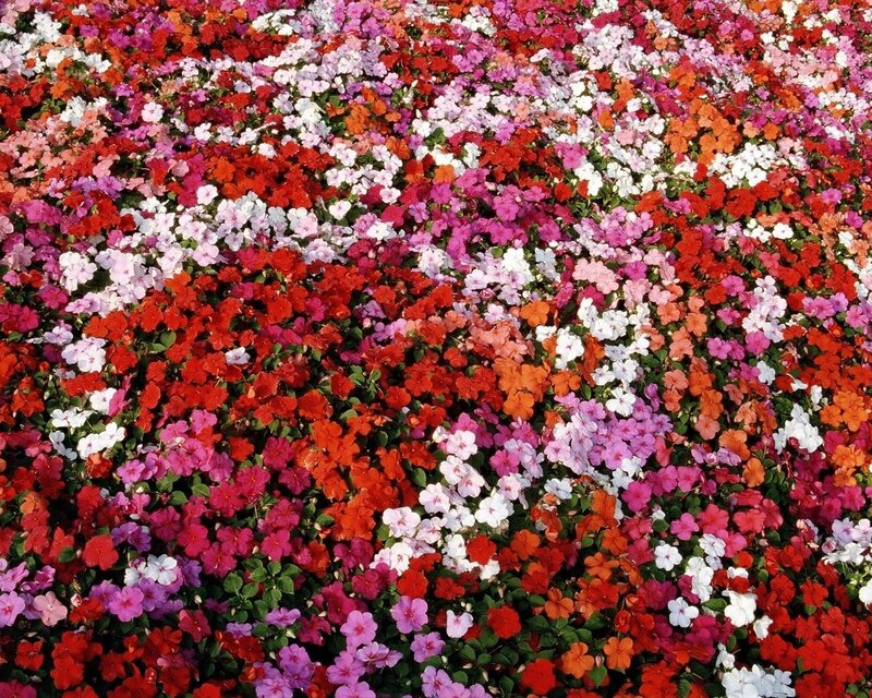 Colorful Flower Bed — Vibrant