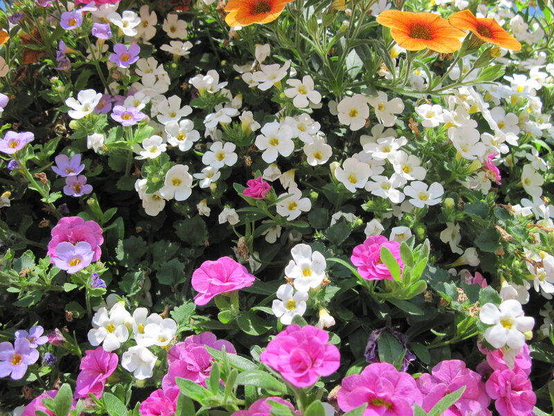 Colorful Flower Bed — White