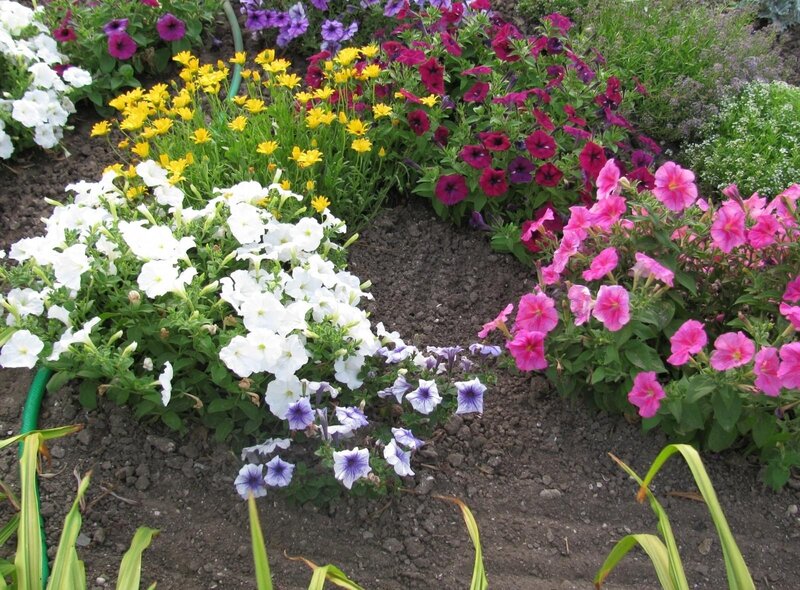Colorful Flower Bed — White, Vibrant