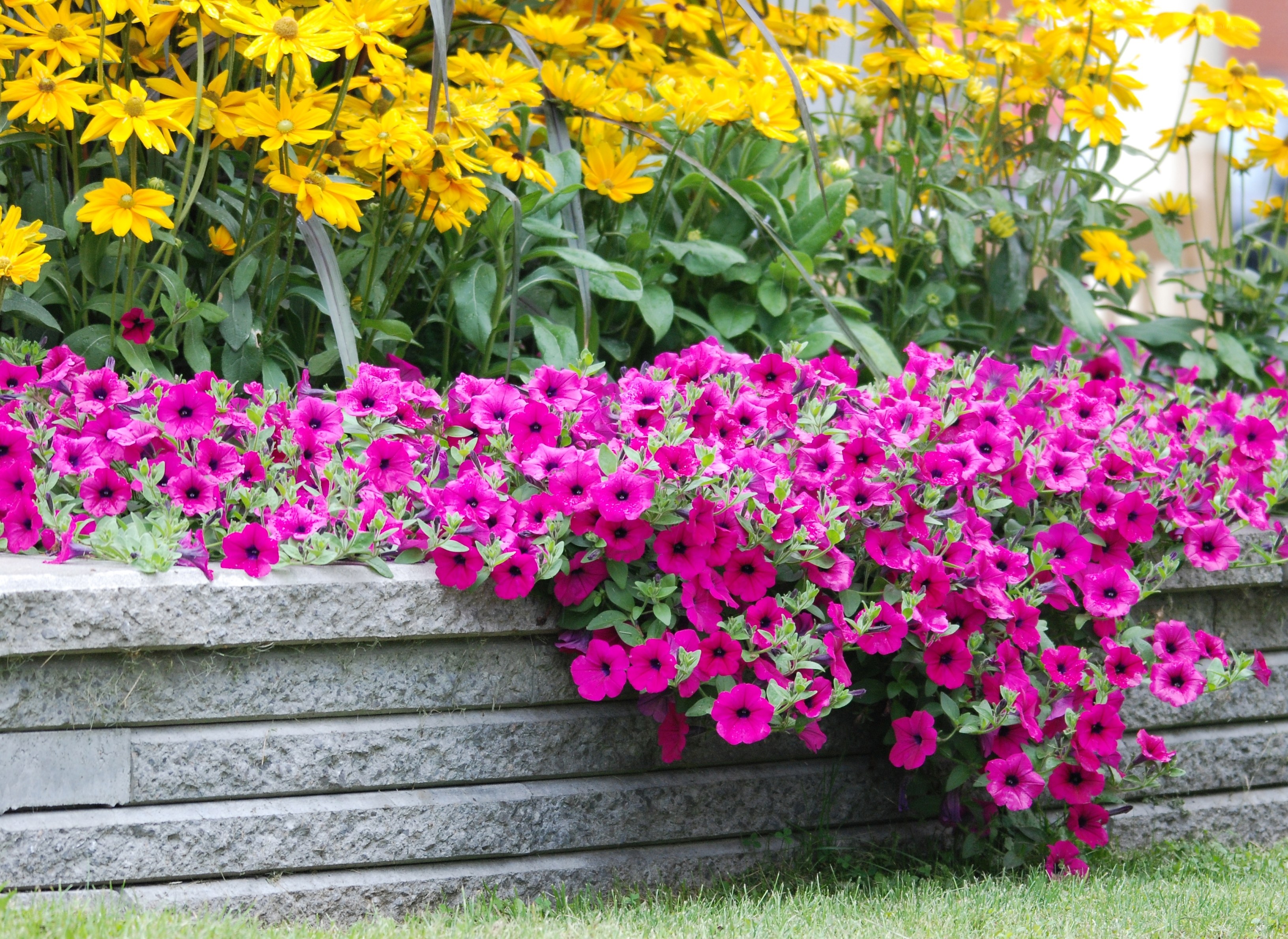 Colorful flower bed with petunias and black-eyed Susans