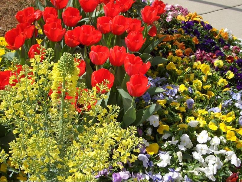 colorful flower bed with tulips