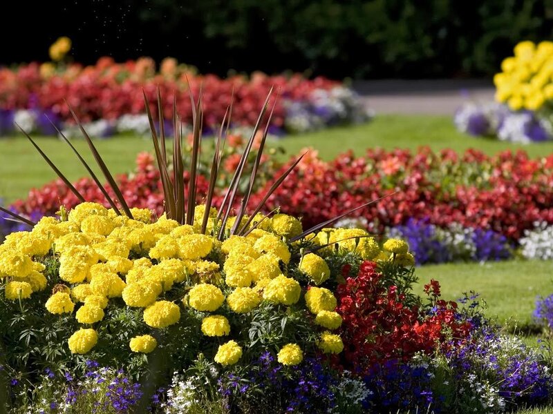 Colorful Flower Bed — Yellow, Serene, Afternoon, Photograph, Grass