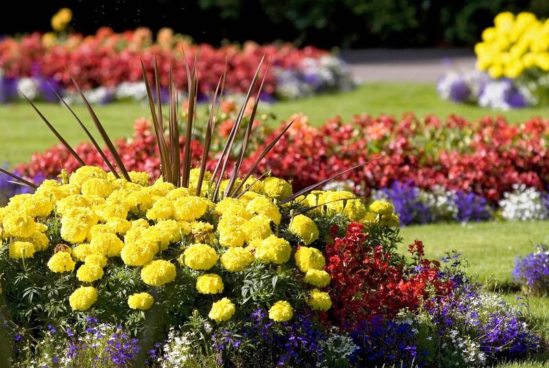 Colorful Flower Bed — Yellow, Serene, Afternoon