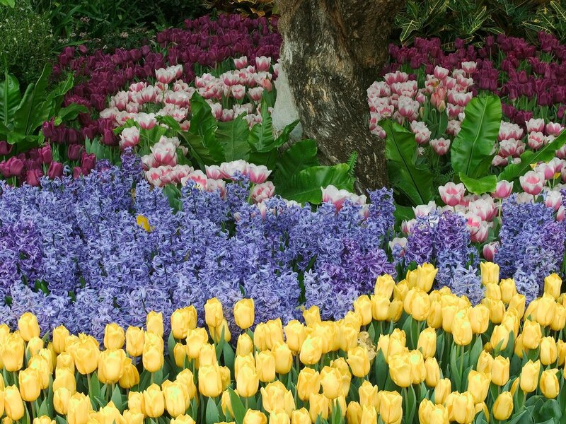 Colorful Flower Bed — Yellow, Serene, Spring
