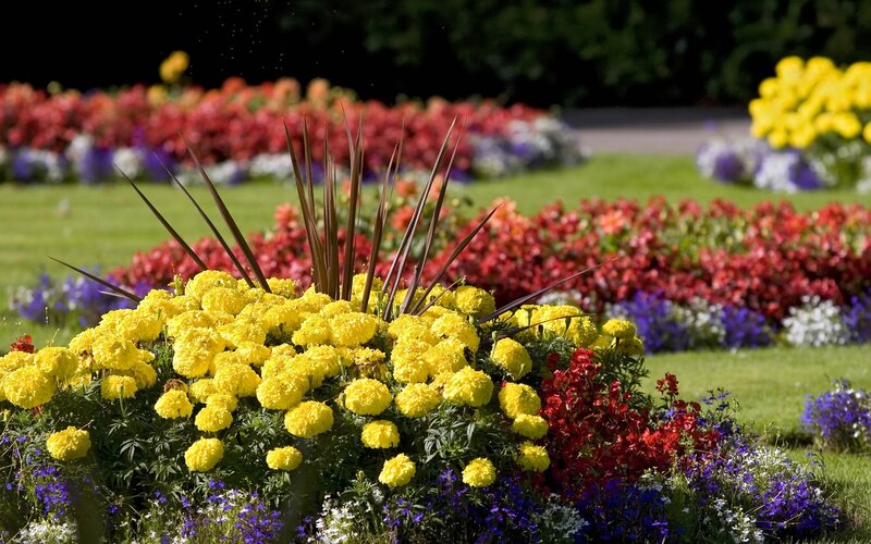 Colorful Flower Bed — Yellow, Serene