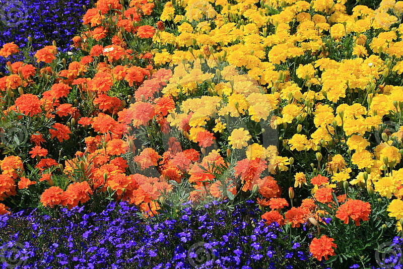 Colorful Flower Bed — Yellow