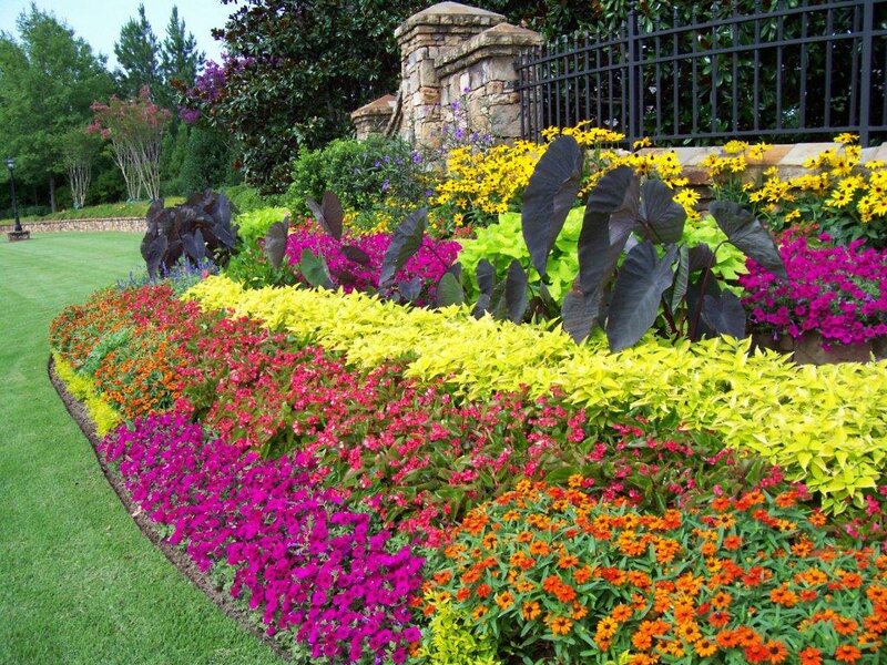 Colorful Flower Bed — Yellow, Vibrant, Afternoon, Photograph