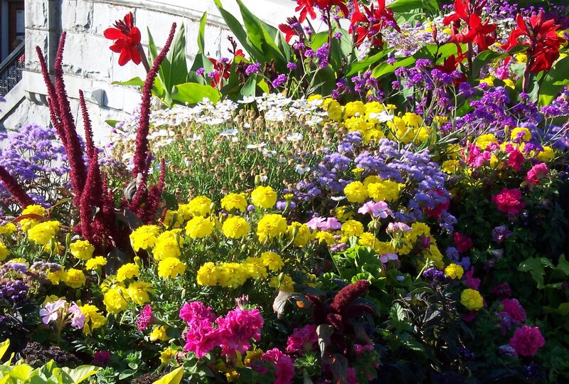 Colorful Flower Bed — Yellow, Vibrant, Afternoon