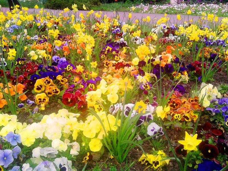 Colorful Flower Bed — Yellow, Vibrant, Spring, Photograph