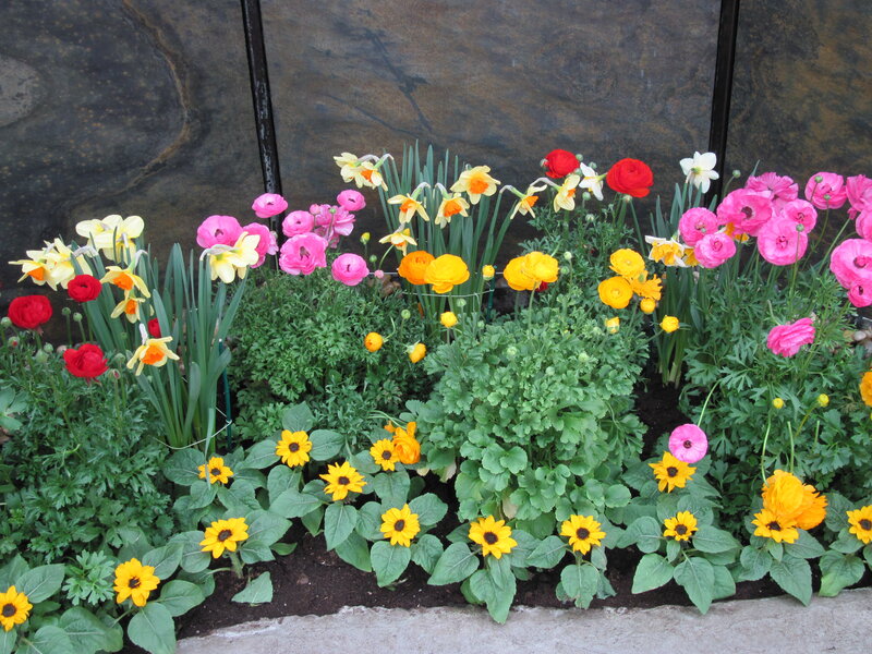 Colorful Flower Bed — Yellow, Vibrant, Spring