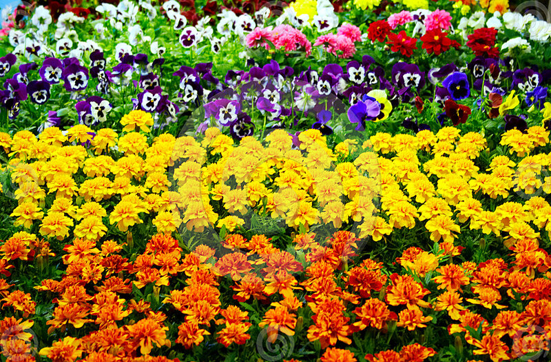 Colorful Flower Bed — Yellow, Vibrant