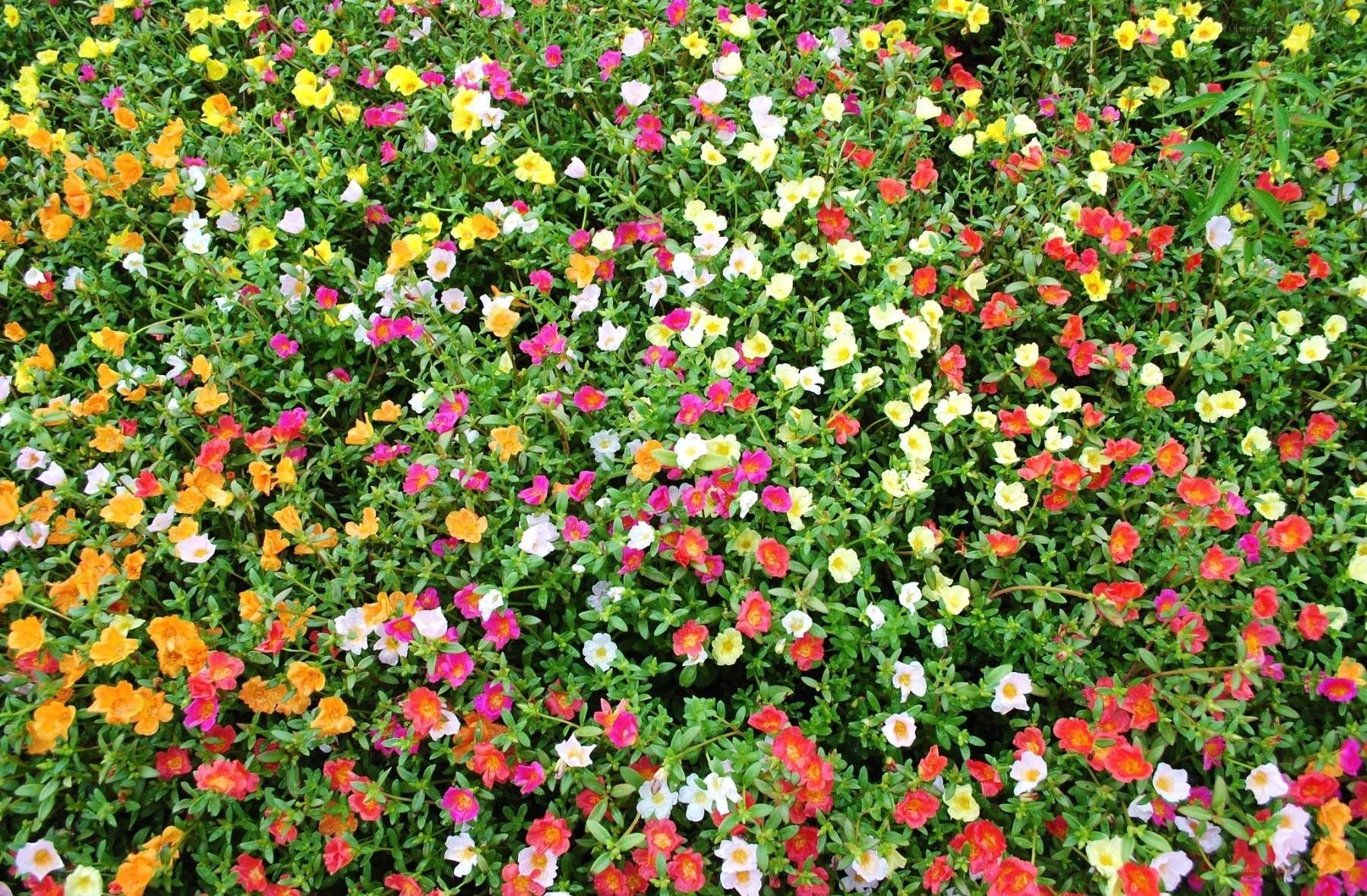 Colorful flower bed