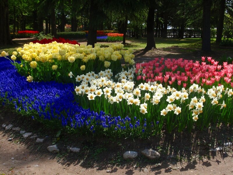 Colorful Flower Beds — Blue, Serene, Afternoon, Photograph