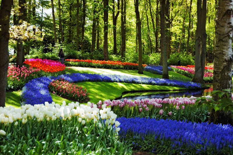 Colorful Flower Beds — Blue, Serene, Afternoon