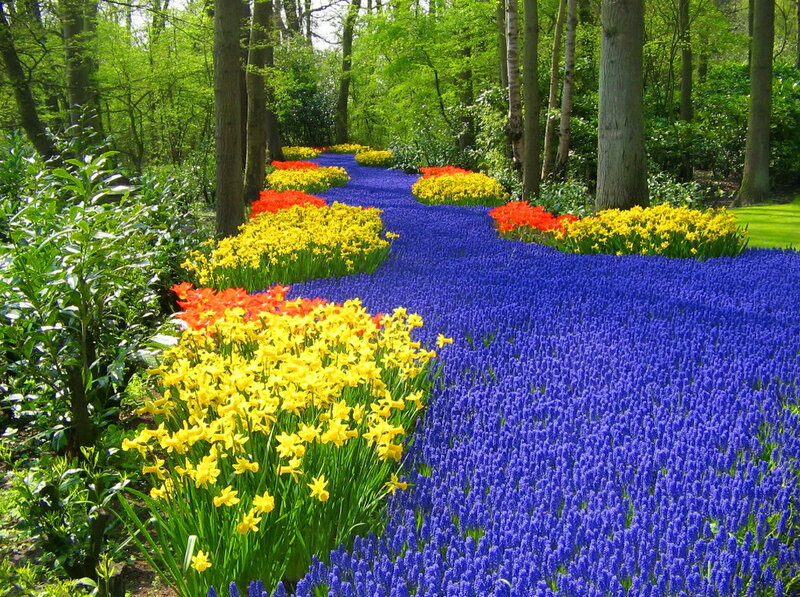 Colorful Flower Beds — Blue, Serene, Spring, Photograph