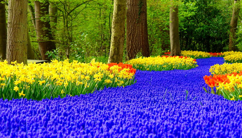 Colorful Flower Beds — Blue, Serene, Spring