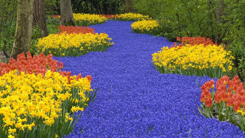 Colorful Flower Beds — Blue, Serene