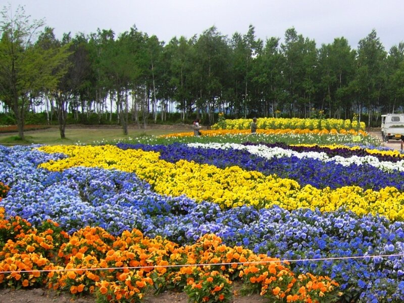 Colorful Flower Beds — Blue