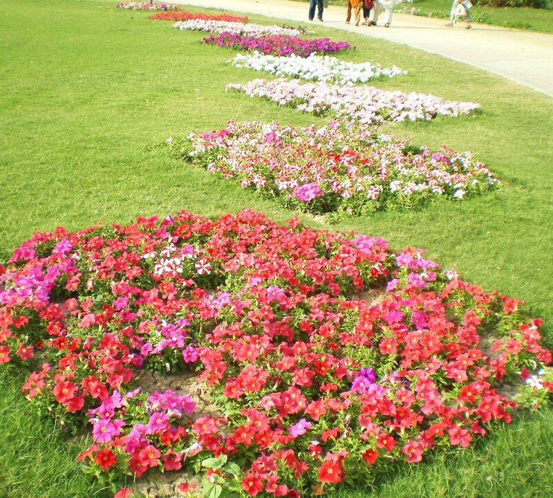 Colorful flower beds in a park