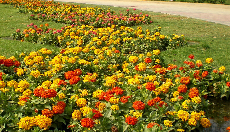 Colorful flower beds in a park