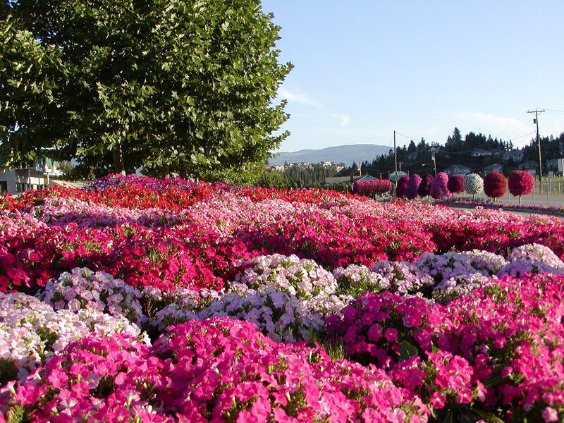 Colorful flower beds in a park