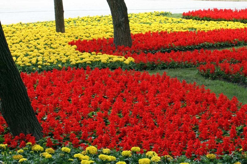 Colorful flower beds in a park