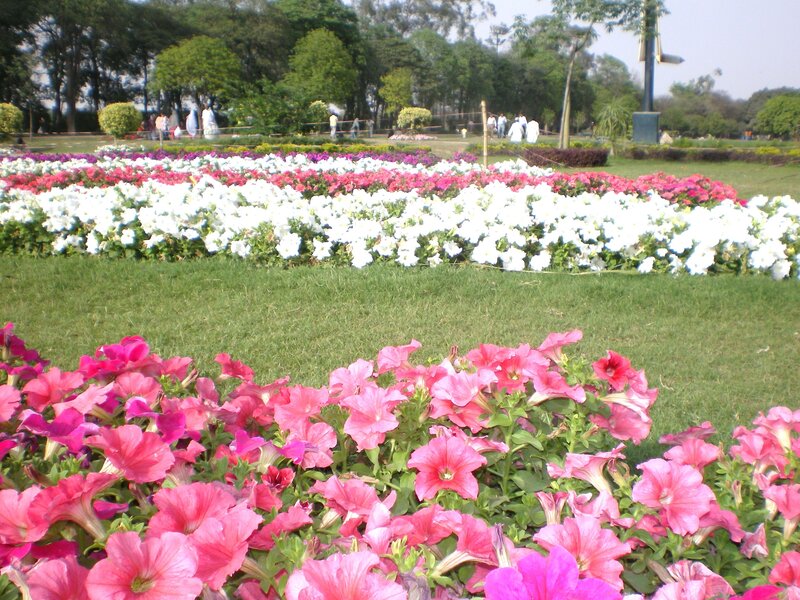 Colorful flower beds in a park