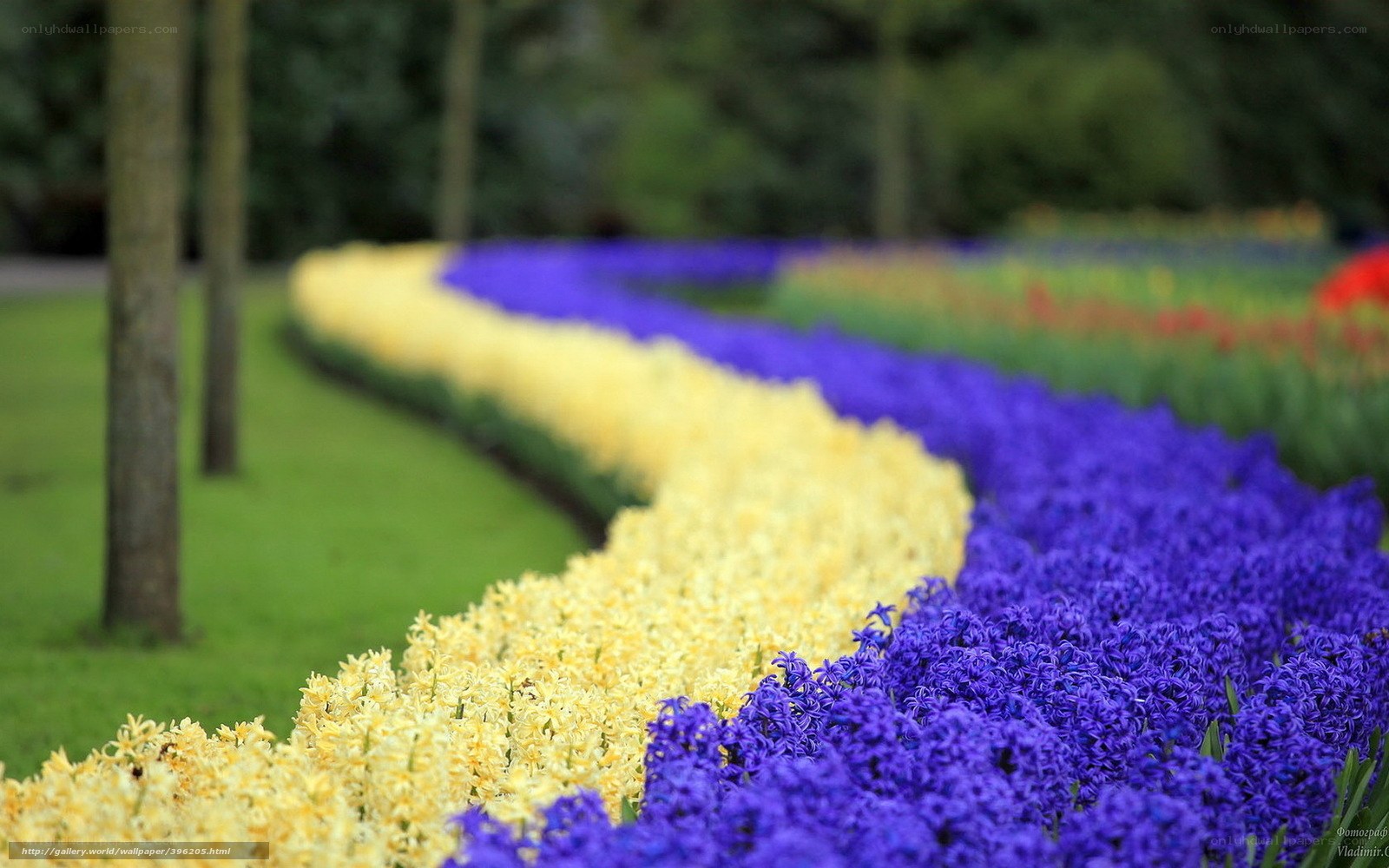 Colorful flower beds in a park