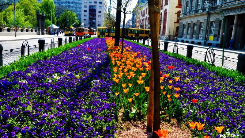 Colorful flower beds in city park