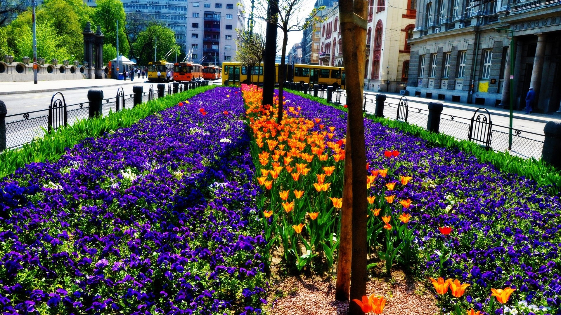 Colorful flower beds in city park