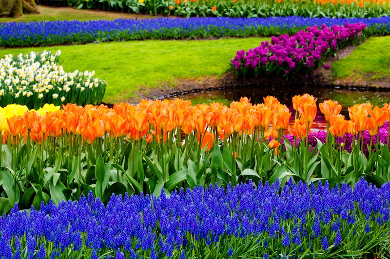 Colorful Flower Beds — Orange