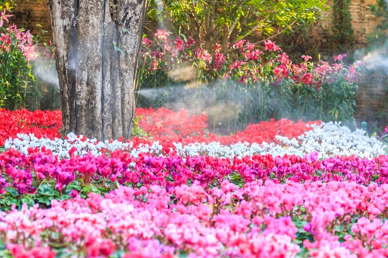 Colorful Flower Beds — Pink, Serene, Afternoon, Photograph, Tree