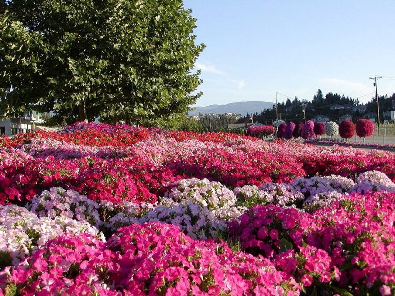 Colorful Flower Beds — Pink, Serene, Afternoon, Photograph, Trees