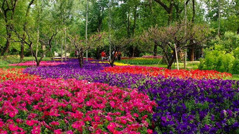 Colorful Flower Beds — Pink, Serene, Spring, Photograph