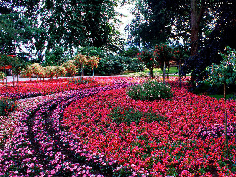Colorful Flower Beds — Pink, Serene