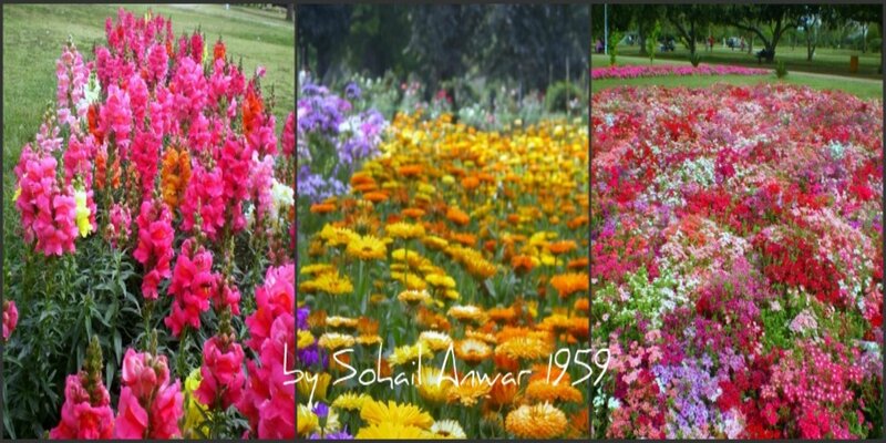 Colorful Flower Beds — Pink