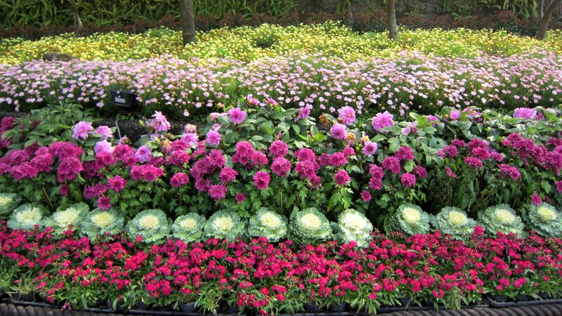 Colorful Flower Beds — Pink, Vibrant