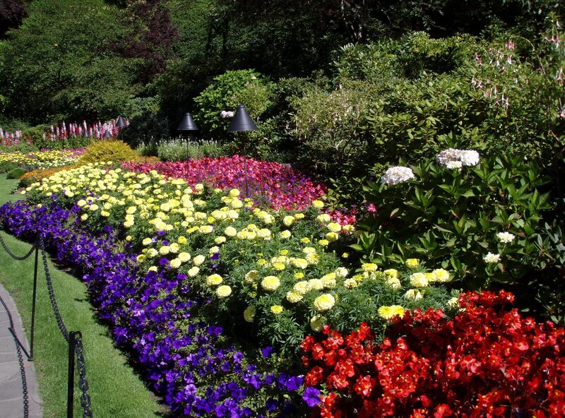 Colorful Flower Beds — Purple, Serene, Afternoon, Photograph