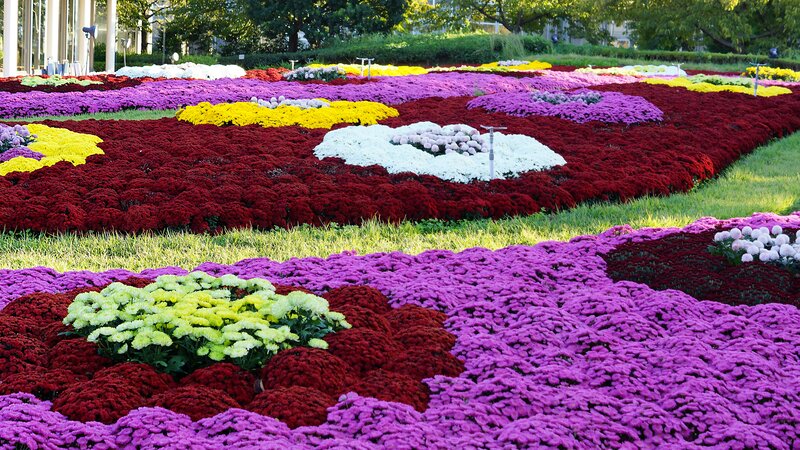 Colorful Flower Beds — Purple, Serene, Afternoon