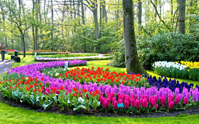 Colorful Flower Beds — Purple, Serene, Spring, Photograph, Trees, Path