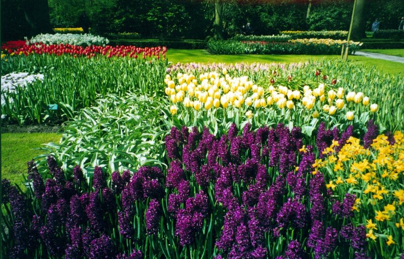 Colorful Flower Beds — Purple, Serene, Spring, Photograph, Tulips