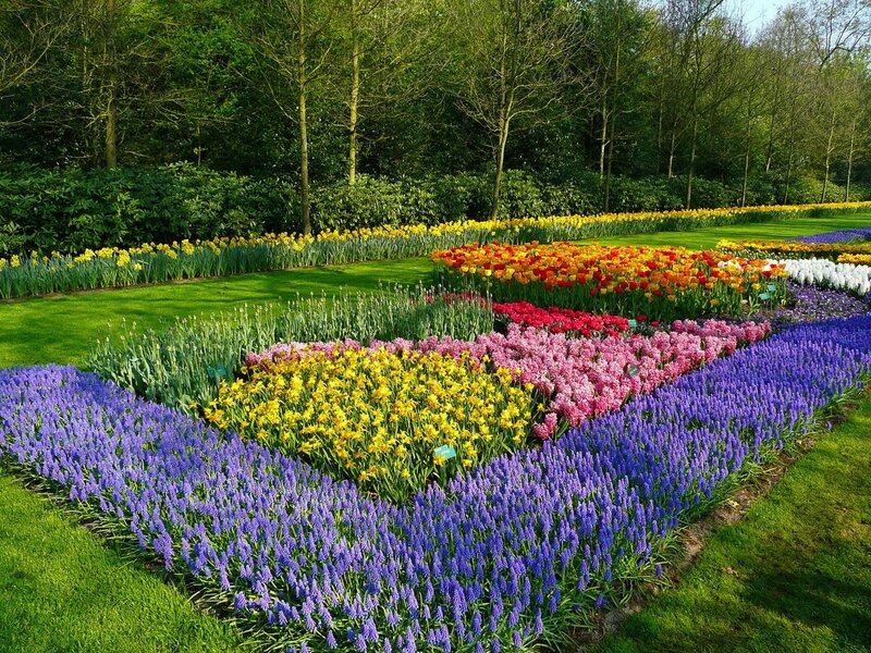 Colorful Flower Beds — Purple, Serene, Spring