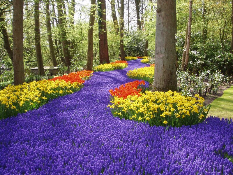Colorful Flower Beds — Purple, Serene