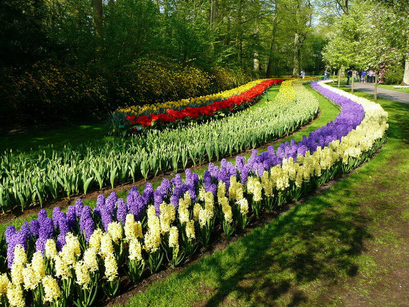 Colorful Flower Beds — Purple