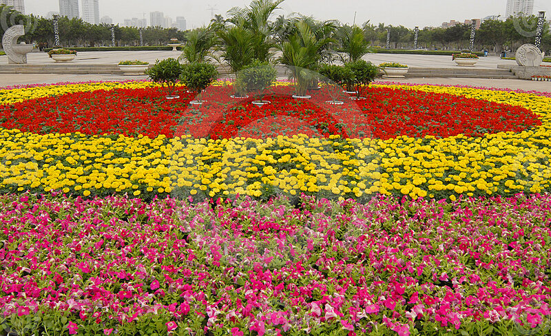 Colorful Flower Beds — Red, Calm