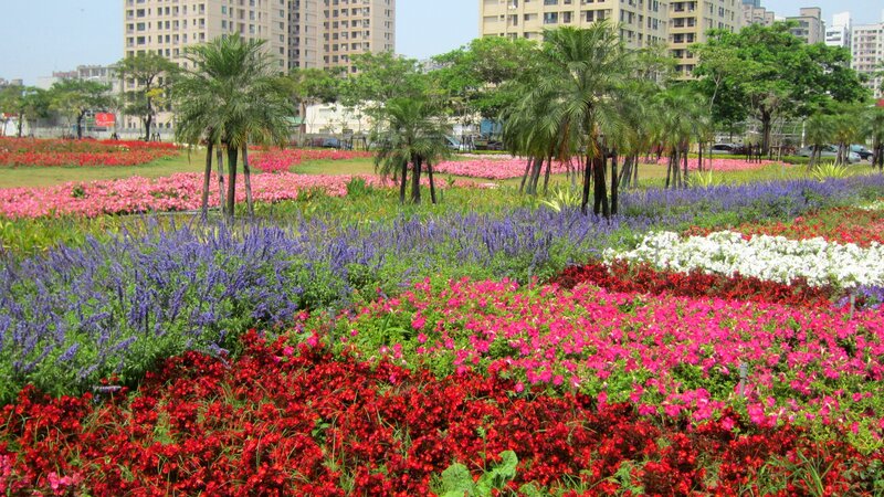 Colorful Flower Beds — Red, Serene, Afternoon, Photograph, Palm Trees
