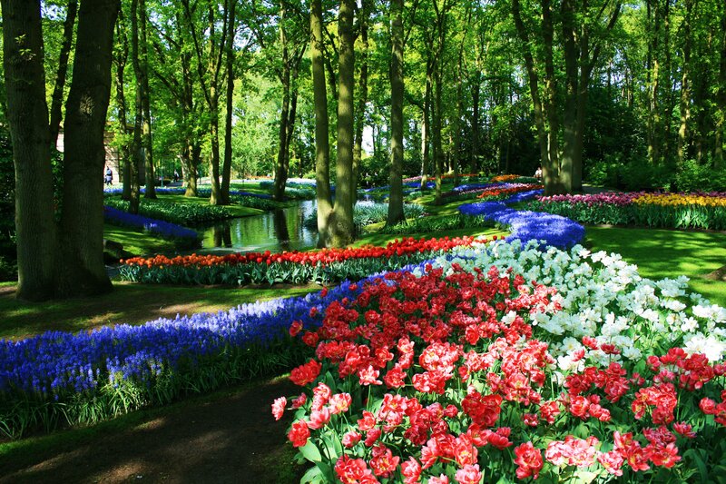 Colorful Flower Beds — Red, Serene, Afternoon, Photograph, Trees
