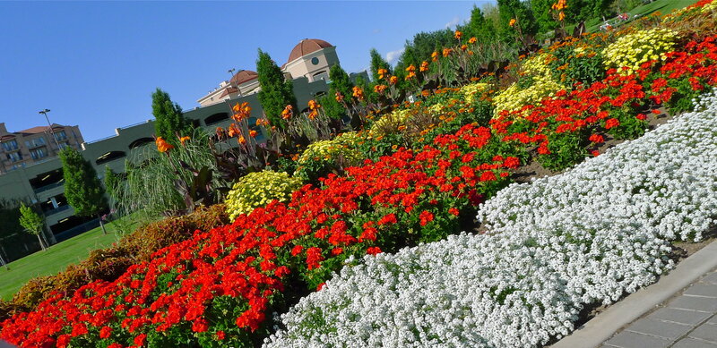 Colorful Flower Beds — Red