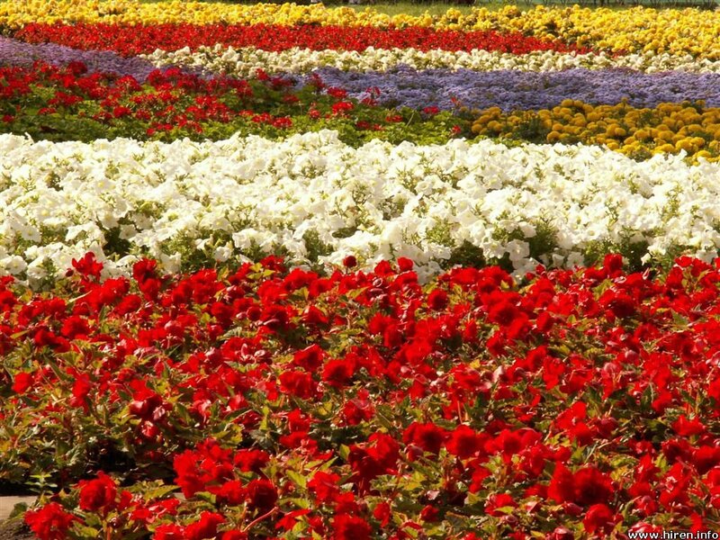 Colorful Flower Beds — Red, Vibrant, Afternoon, Photograph