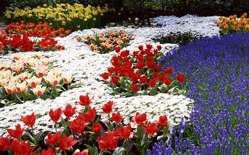Colorful Flower Beds — Red, Vibrant, Spring, Photograph